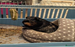 Guinea Pig rodents for sale: Diesel - Image 1