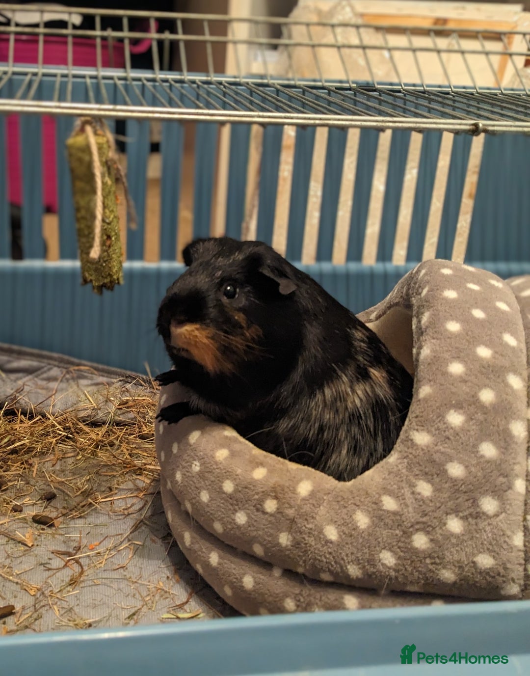 Guinea Pig rodents for sale: Diesel - Image 1