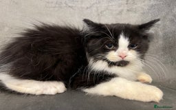 British Shorthair cats for sale: British short hair mixed kittens  - Image 15