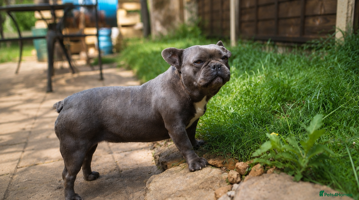 French Bulldog dogs for sale: Loving Home Wanted for Beautiful French Bulldogs - Advert 3