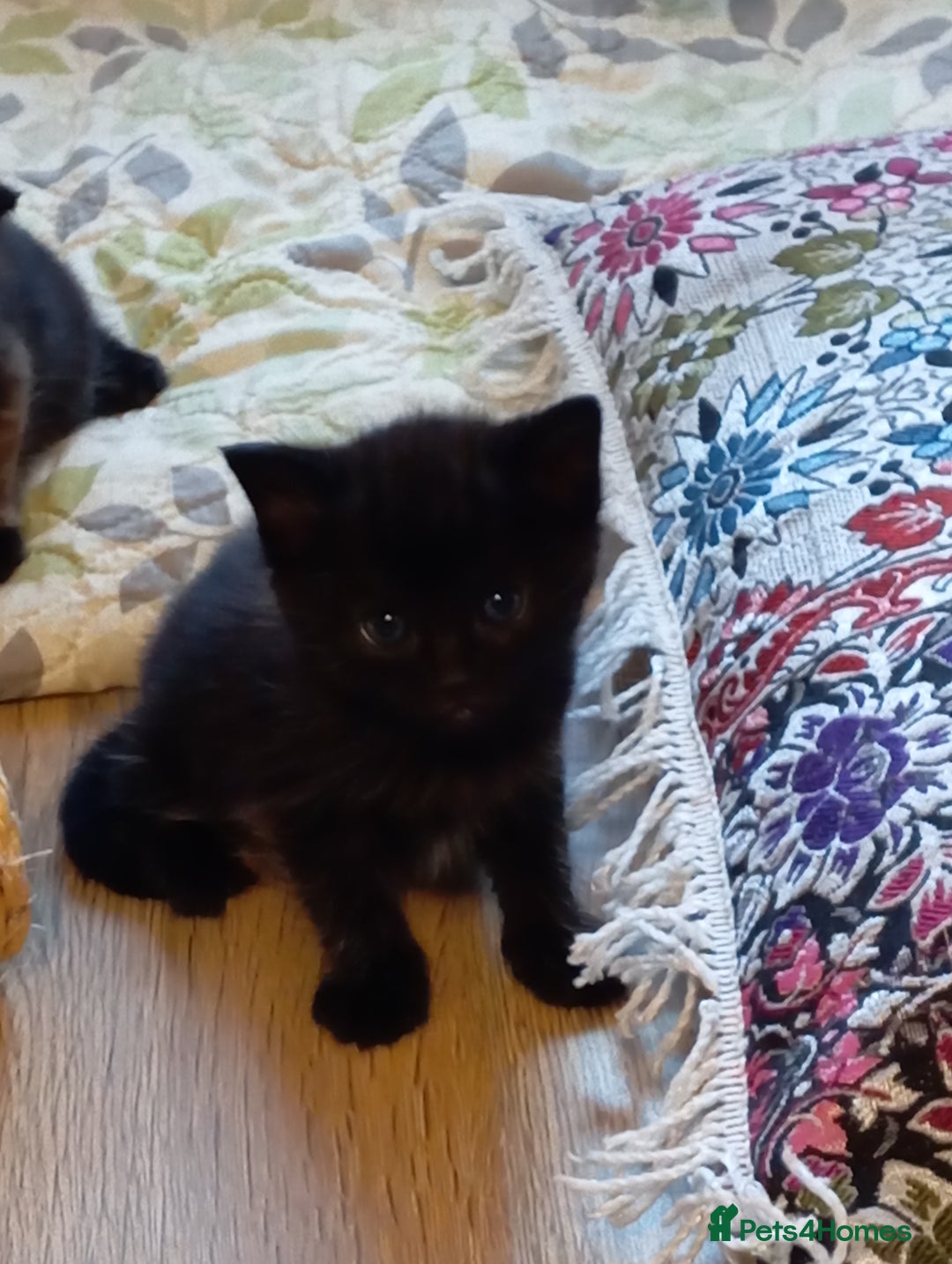 Mixed Breed cats for sale: Cute kittens - Image 16