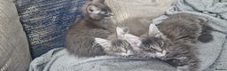 Maine Coon cats for sale: 🐾 Three Majestic Pedigree Maine Coon Kittens! 🏡 - Advert 6