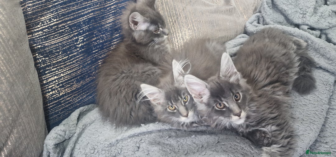 Maine Coon cats for sale: 🐾 Three Majestic Pedigree Maine Coon Kittens! 🏡 - Advert 6