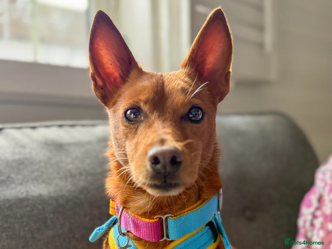 Mixed Breed dogs for adoption: Rusty - Podenco cross  in Waltham Cross - Advert 1