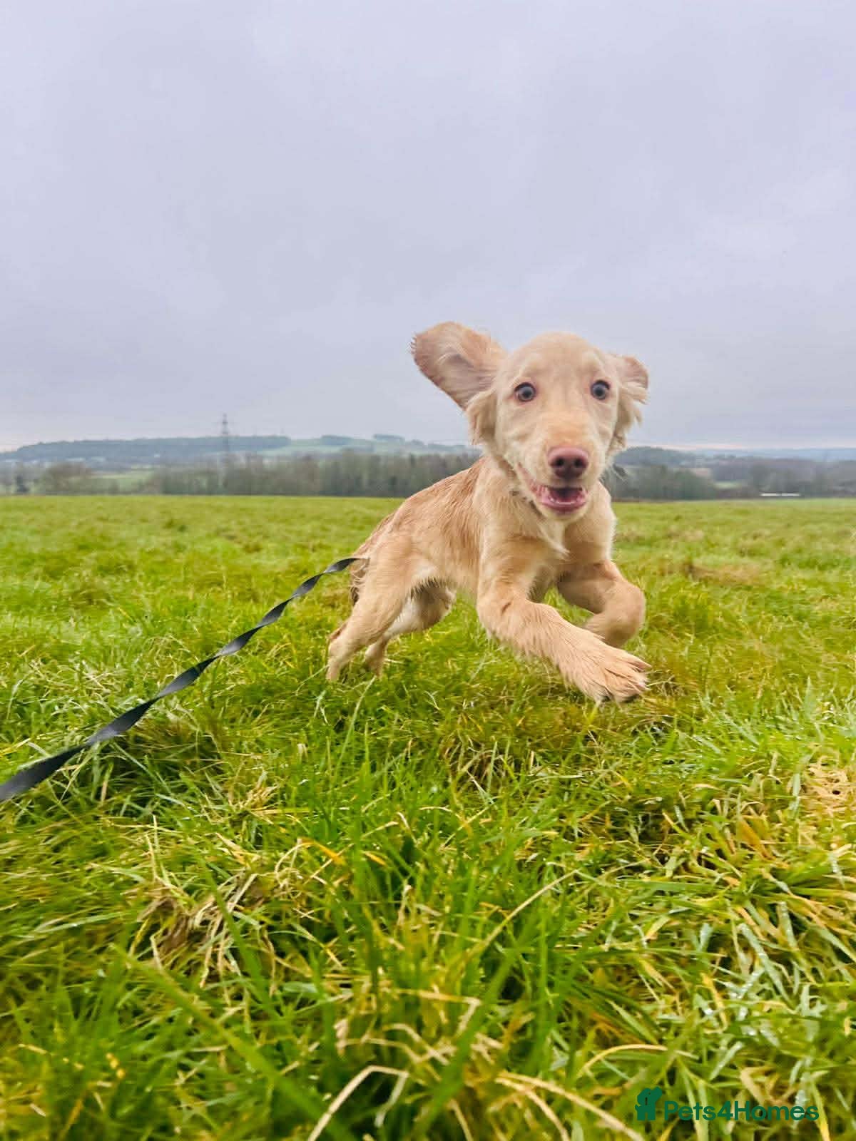 Mixed Breed dogs Beautiful loving Cocker Spaniel/Retriever - Advert 1