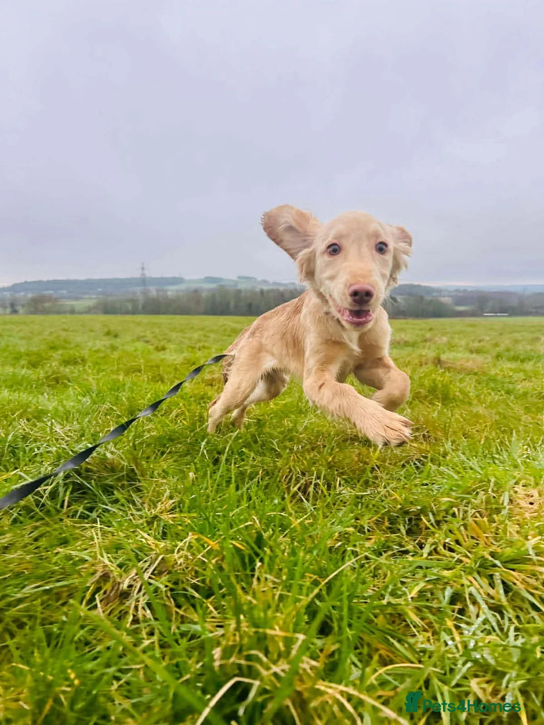 Mixed Breed dogs for sale: Beautiful loving Cocker Spaniel/Retriever - Advert 1