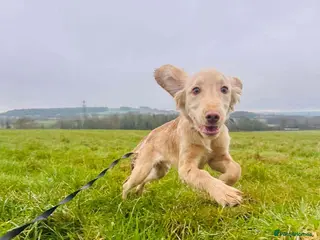 Mixed Breed dogs Beautiful loving Cocker Spaniel/Retriever - Advert 16