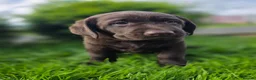 Labrador Retriever dogs for sale: High Quality Chunky Chocolate Labrador Puppies - Advert 18