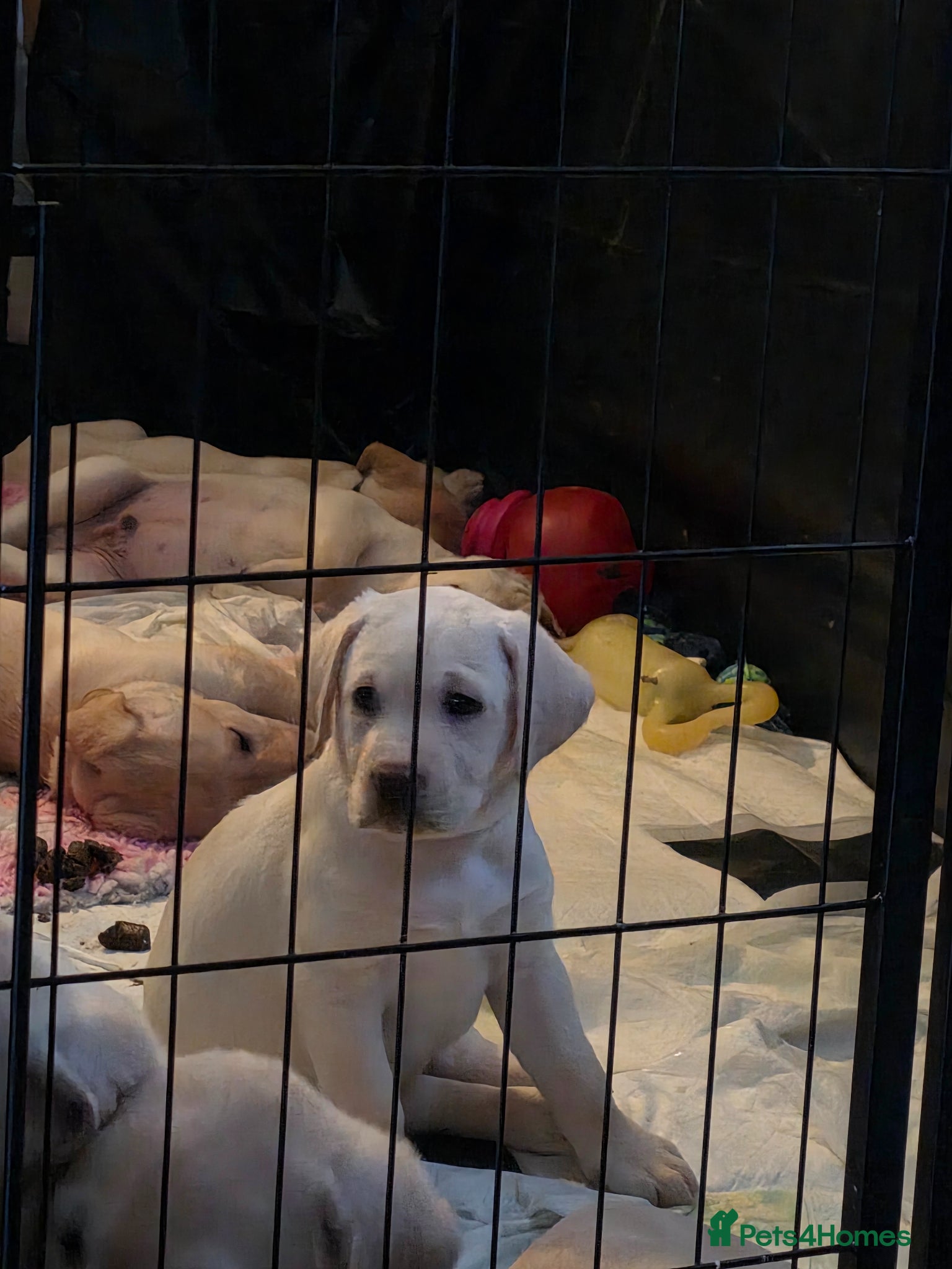 Labrador Retriever dogs Wee girl read discription  - Advert 7