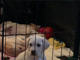 Labrador Retriever dogs Wee girl read discription - Advert 7