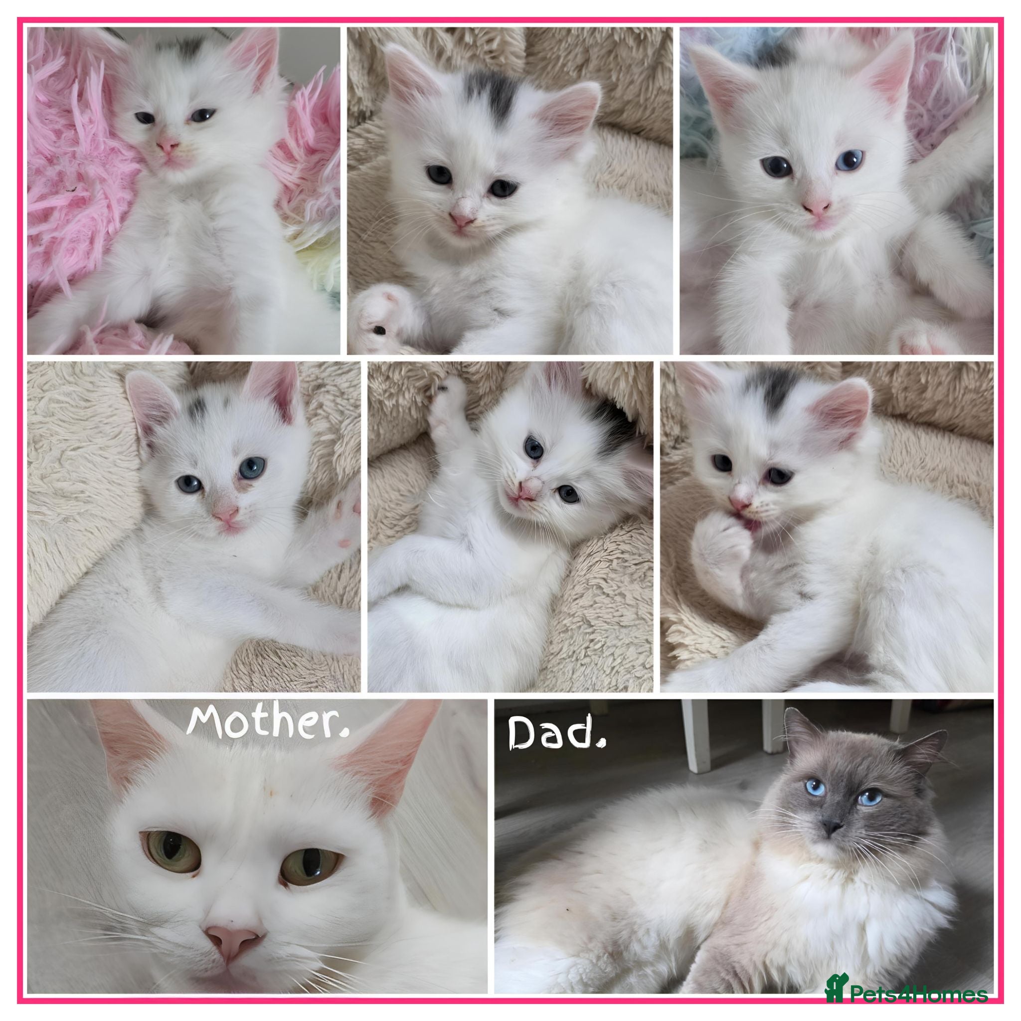 Mixed Breed cats 🔹️🔸️🔹️Kittens🔸️domestic cat x Ragdoll 🔹️🔸️ - Advert 18