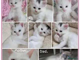 Mixed Breed cats 🔹️🔸️🔹️Kittens🔸️domestic cat x Ragdoll 🔹️🔸️ - Advert 18