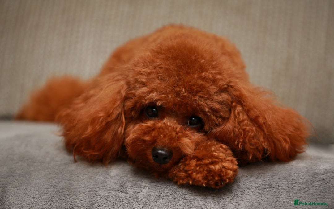 Toy Poodle dogs for sale: READY TO GO ASIAN DARK RED TOY POODLE PUPPIES - Image 25
