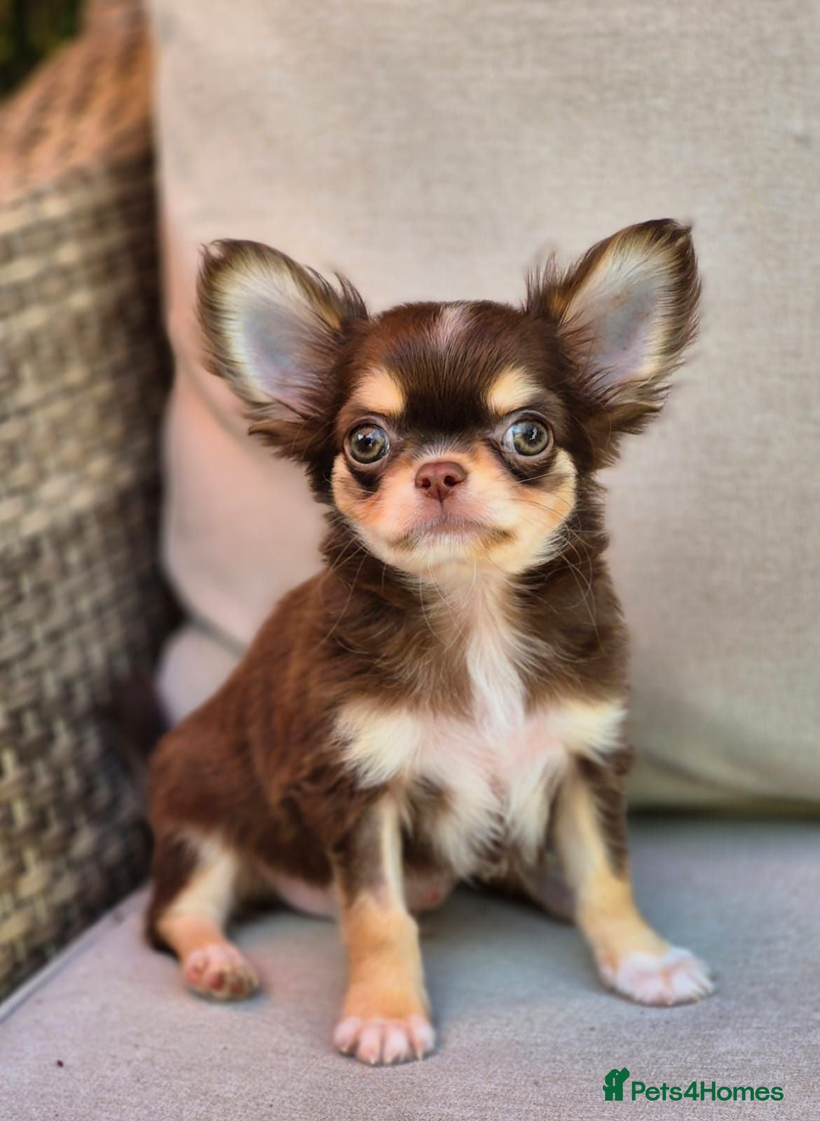 Chihuahua dogs Amazing Longcoat Apple head Chihuahua Puppies  - Advert 2