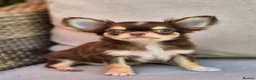 Chihuahua dogs for sale: Amazing Longcoat Apple head Chihuahua Puppies  - Advert 2