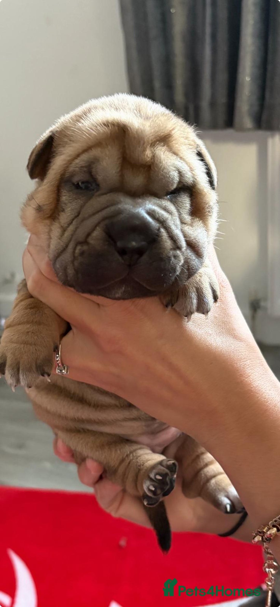 Shar Pei dogs for sale: Shar pei puppies  - Image 1