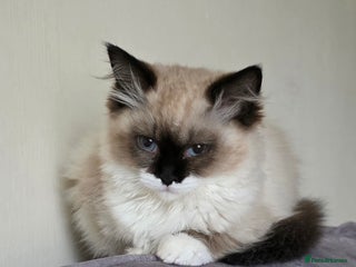 Ragdoll cats Female Seal Mitted Ragdoll - Advert 1