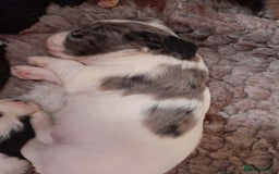 Sprocker dogs for sale: Gorgeous Sprocker pups.  - Image 9