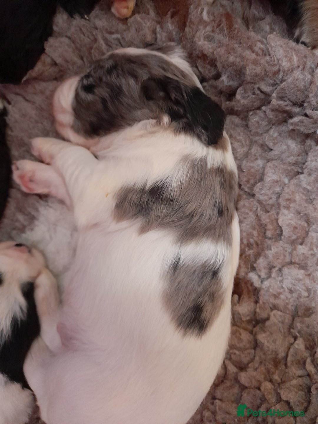 Sprocker dogs for sale: Gorgeous Sprocker pups.  - Image 9