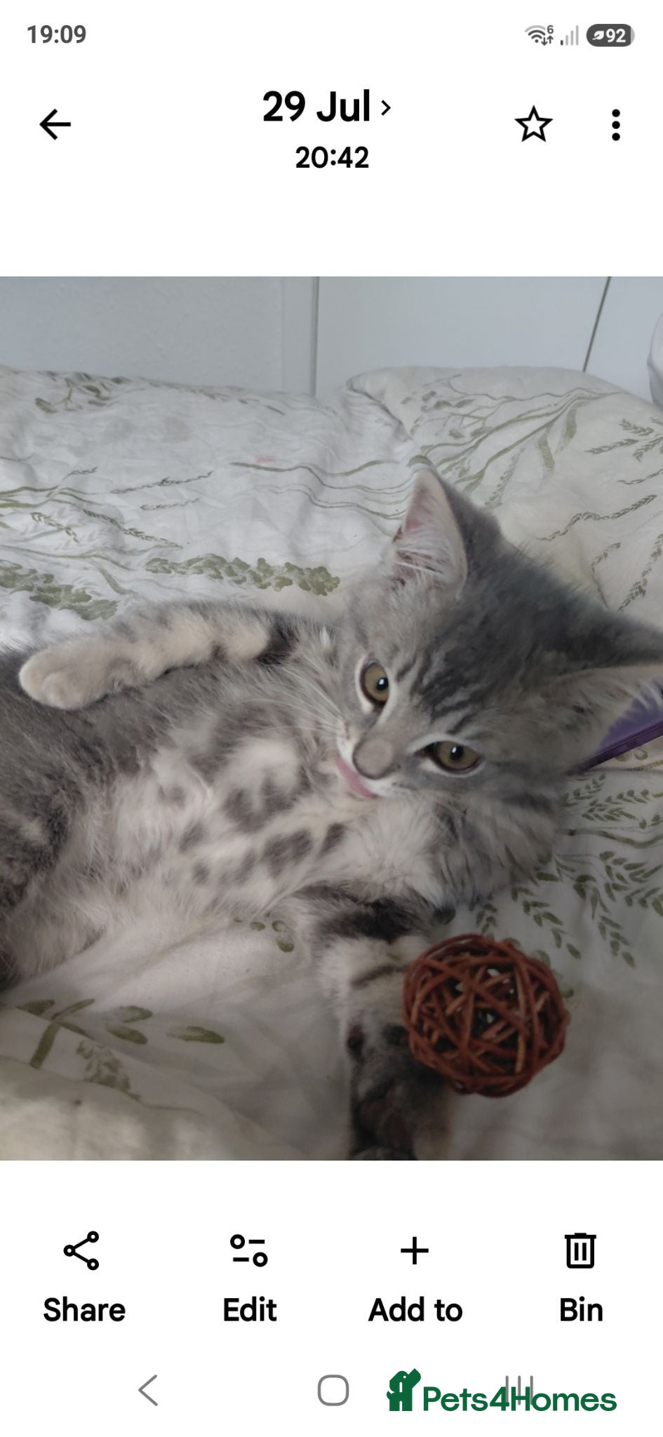 Mixed Breed cats Ragdoll mix kittens - Advert 20