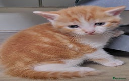 Mixed Breed cats for sale: Kittens - Mixed Breed  - Image 2