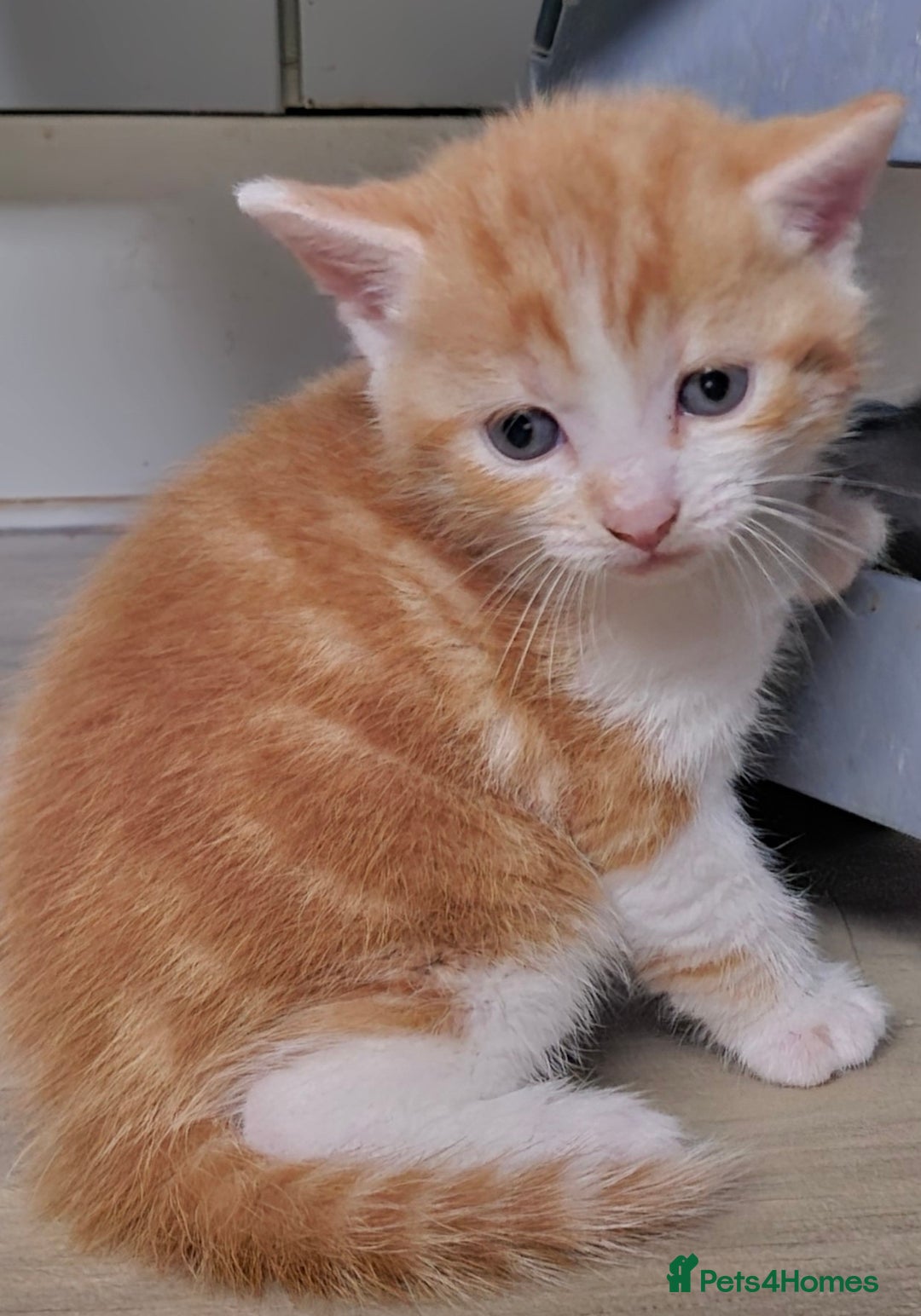 Mixed Breed cats for sale: Kittens - Mixed Breed  - Image 2