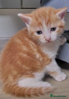 Mixed Breed cats - Advert 10