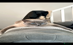 British Shorthair cats for sale: British shorthair x ragdoll - Image 4