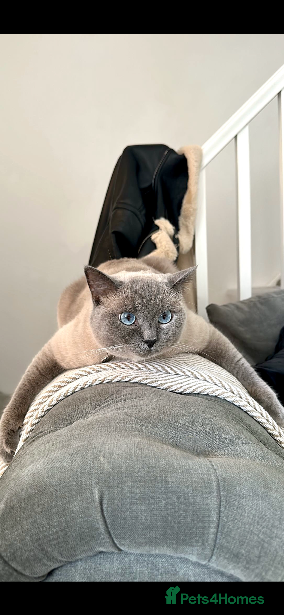 British Shorthair cats for sale: British shorthair x ragdoll - Image 4