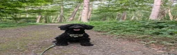 Cockapoo dogs for sale: Ted – Looking for His Forever Home - Advert 4
