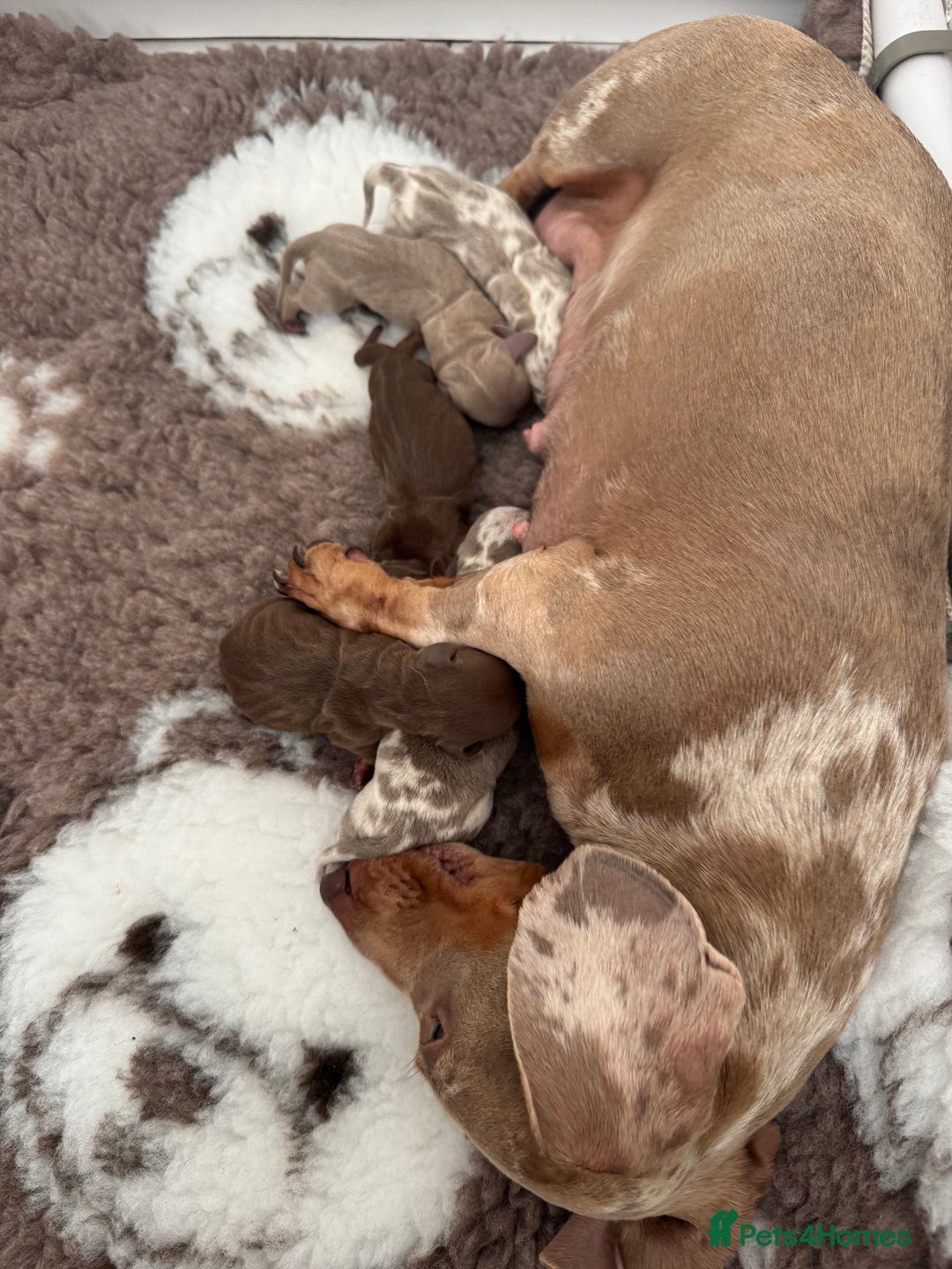 Miniature Dachshund dogs for sale: 𝐈𝐬𝐚𝐛𝐞𝐥𝐥𝐚 𝐝𝐚𝐩𝐩𝐥𝐞 𝐛𝐨𝐲🩵 - Advert 4