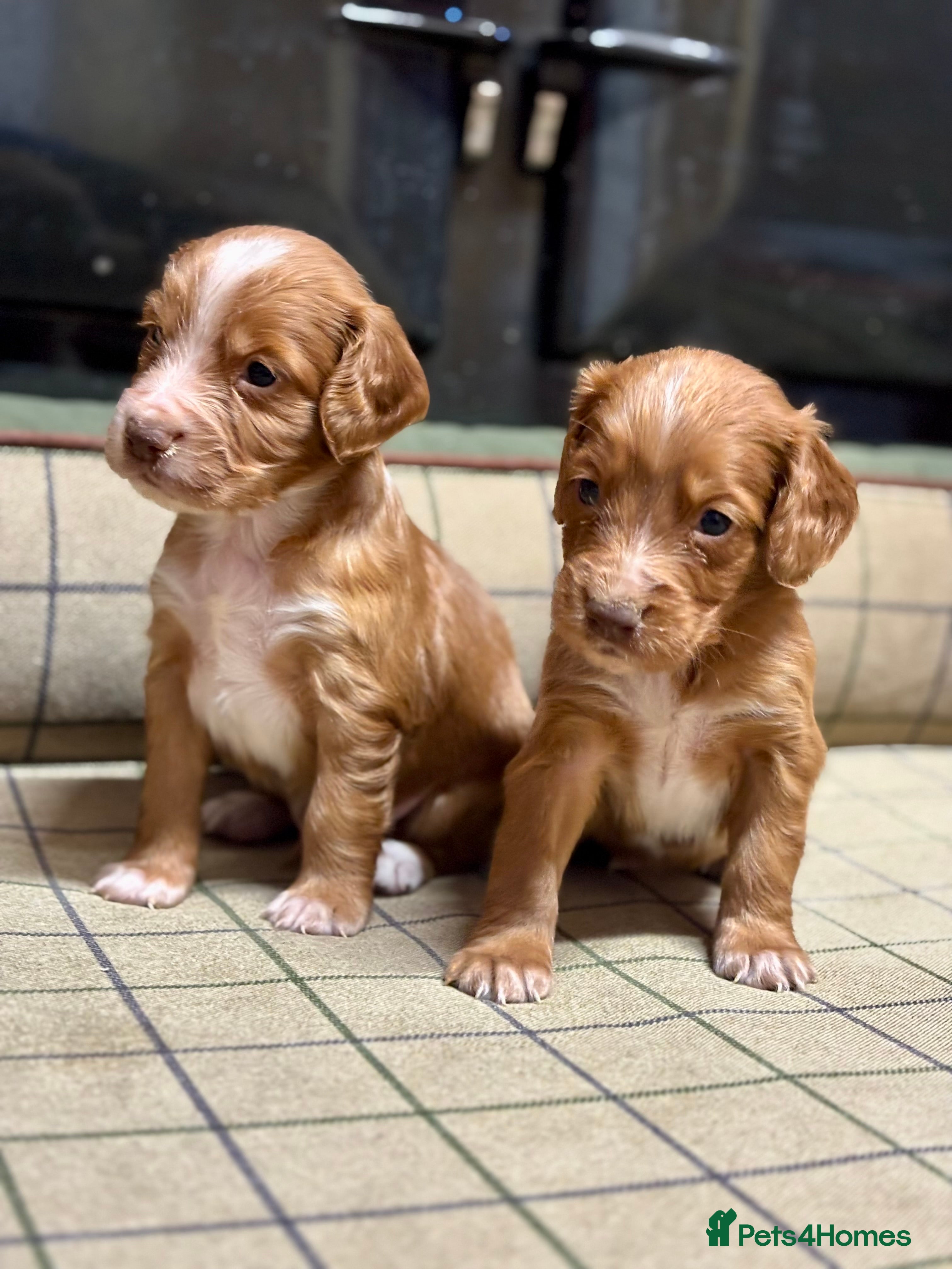 Cocker Spaniel dogs Gorgeous Cocker Spaniel Puppies  - Advert 2