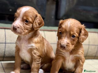 Cocker Spaniel dogs Gorgeous Cocker Spaniel Puppies - Advert 16