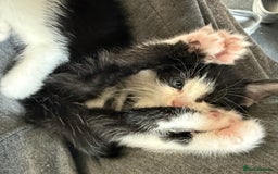 British Shorthair cats for sale: 4 adorable kittens ready for their new home!! - Image 21