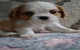 Cavalier King Charles Spaniel dogs for sale: READY NOW Fully tested, including MRI Scan - Image 11