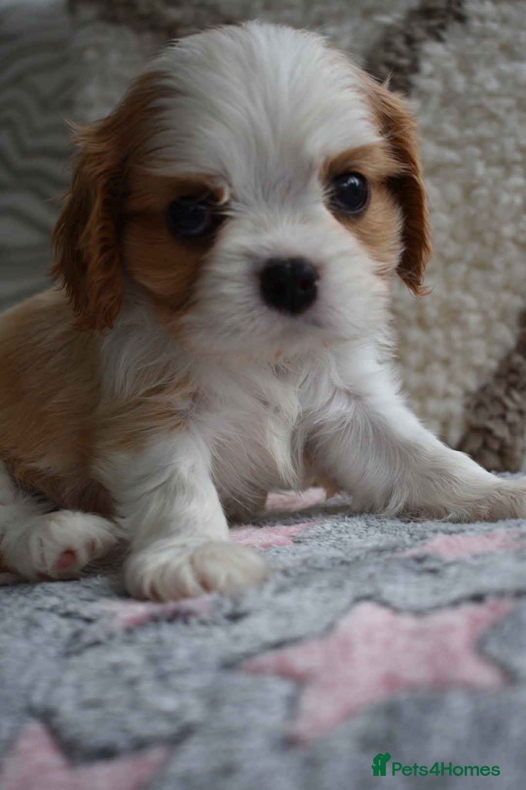 Cavalier King Charles Spaniel dogs for sale: READY NOW Fully tested, including MRI Scan - Image 11