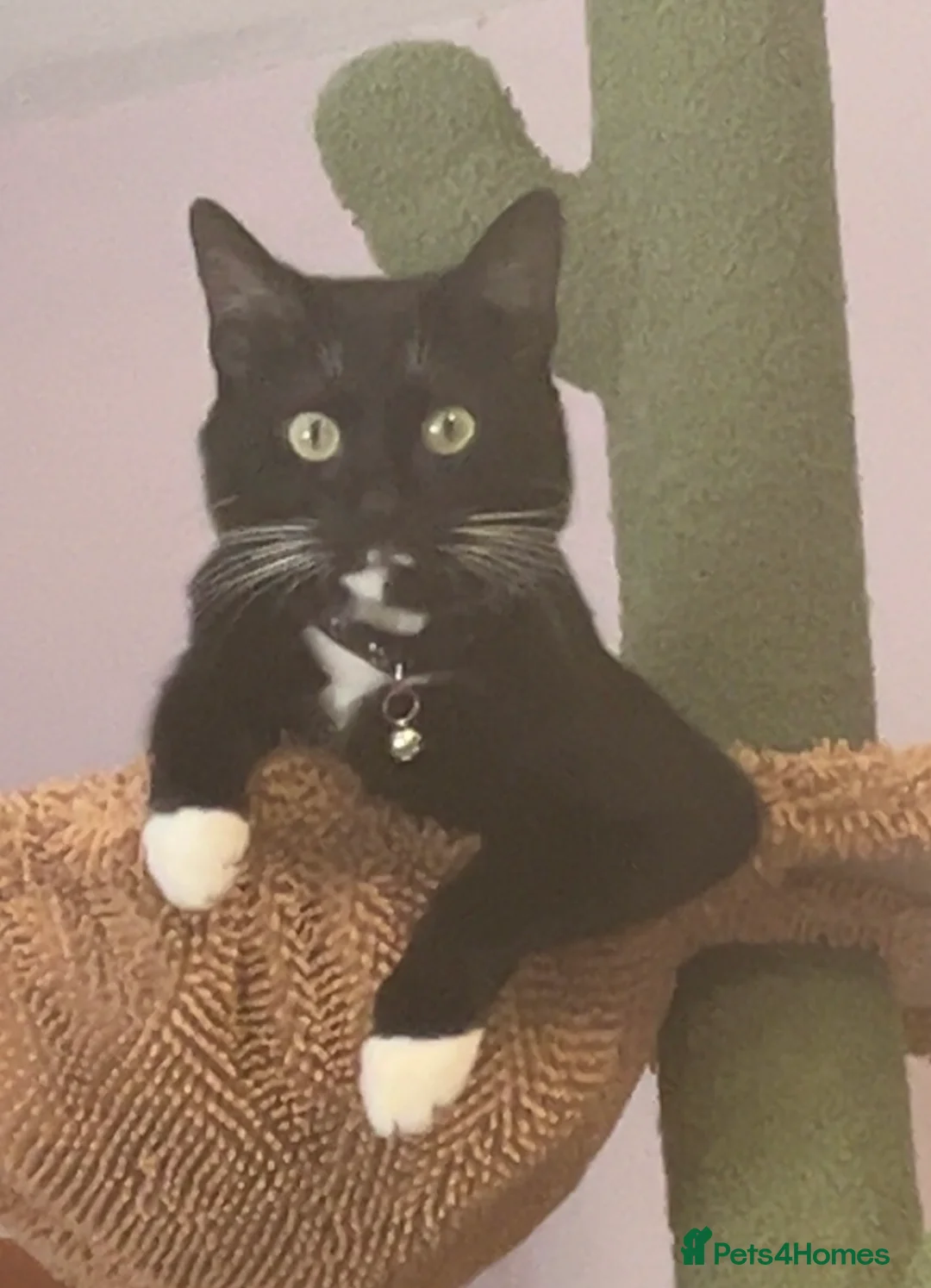Mixed Breed cats for sale: Milo  - Advert 2