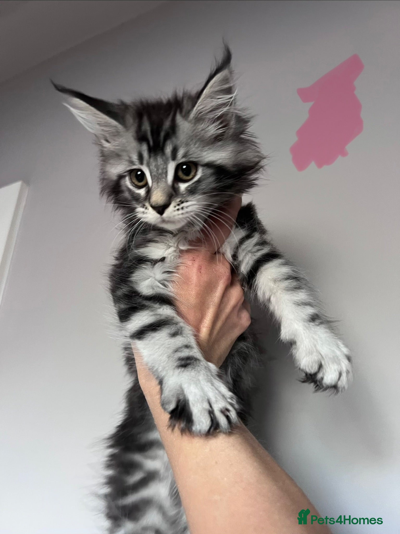 Maine Coon cats 10kittens reduced 🐱 Ready to leave now  - Advert 1