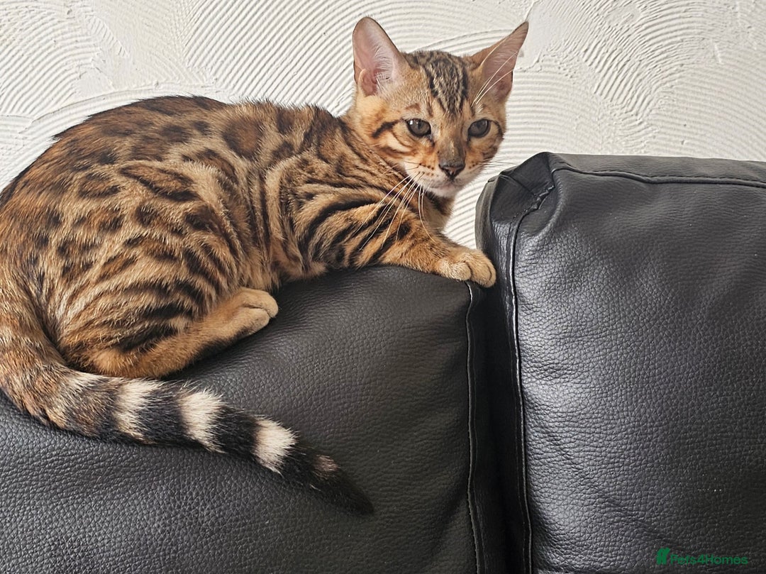 Bengal cats for sale: Bengal kittens  - Image 11