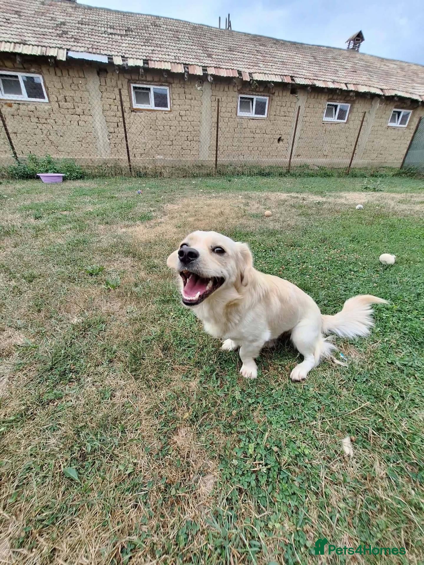 Mixed Breed dogs Toby for adoption - Advert 1