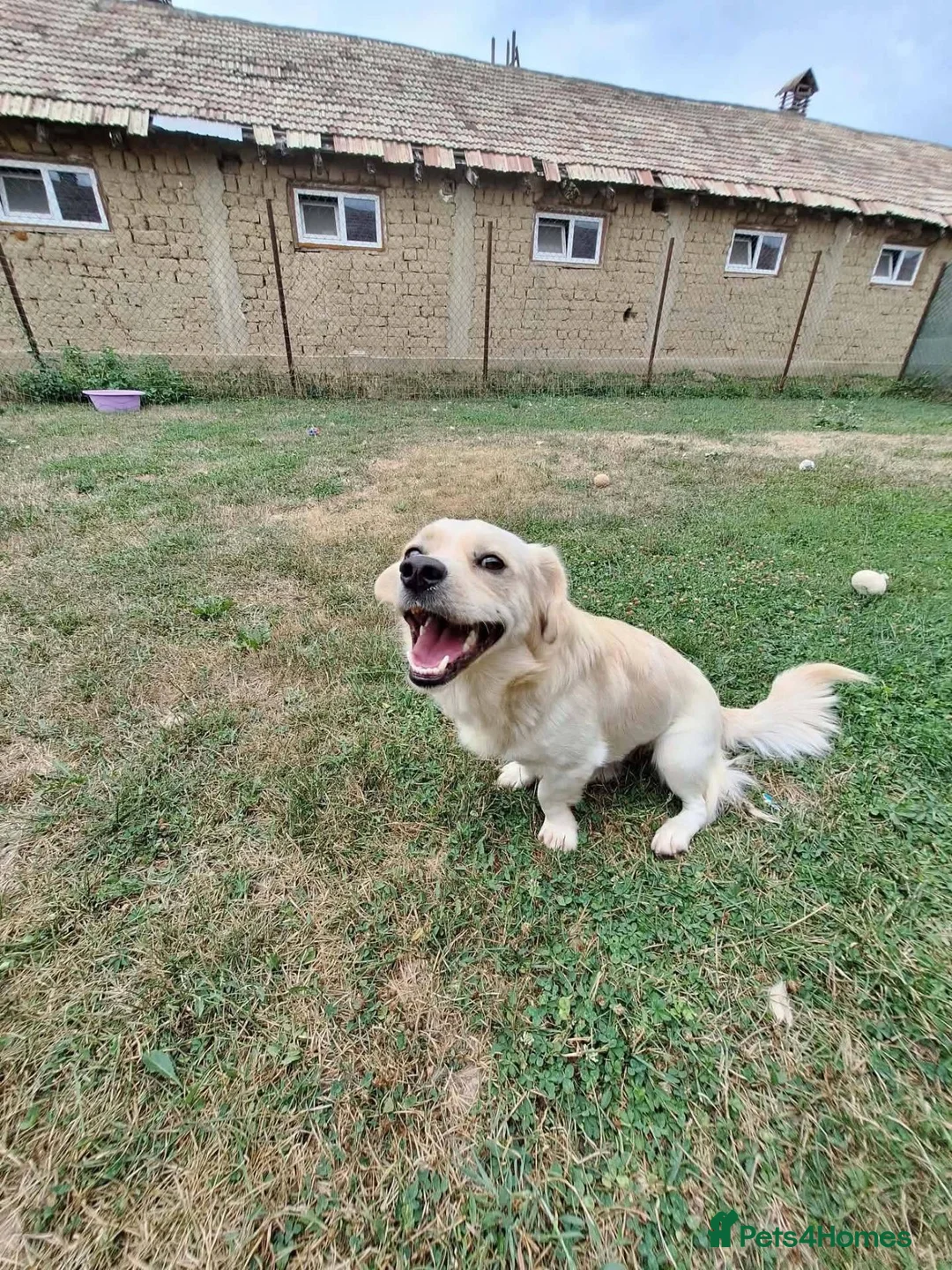 Mixed Breed dogs for adoption: Toby for adoption in Uxbridge - Advert 1