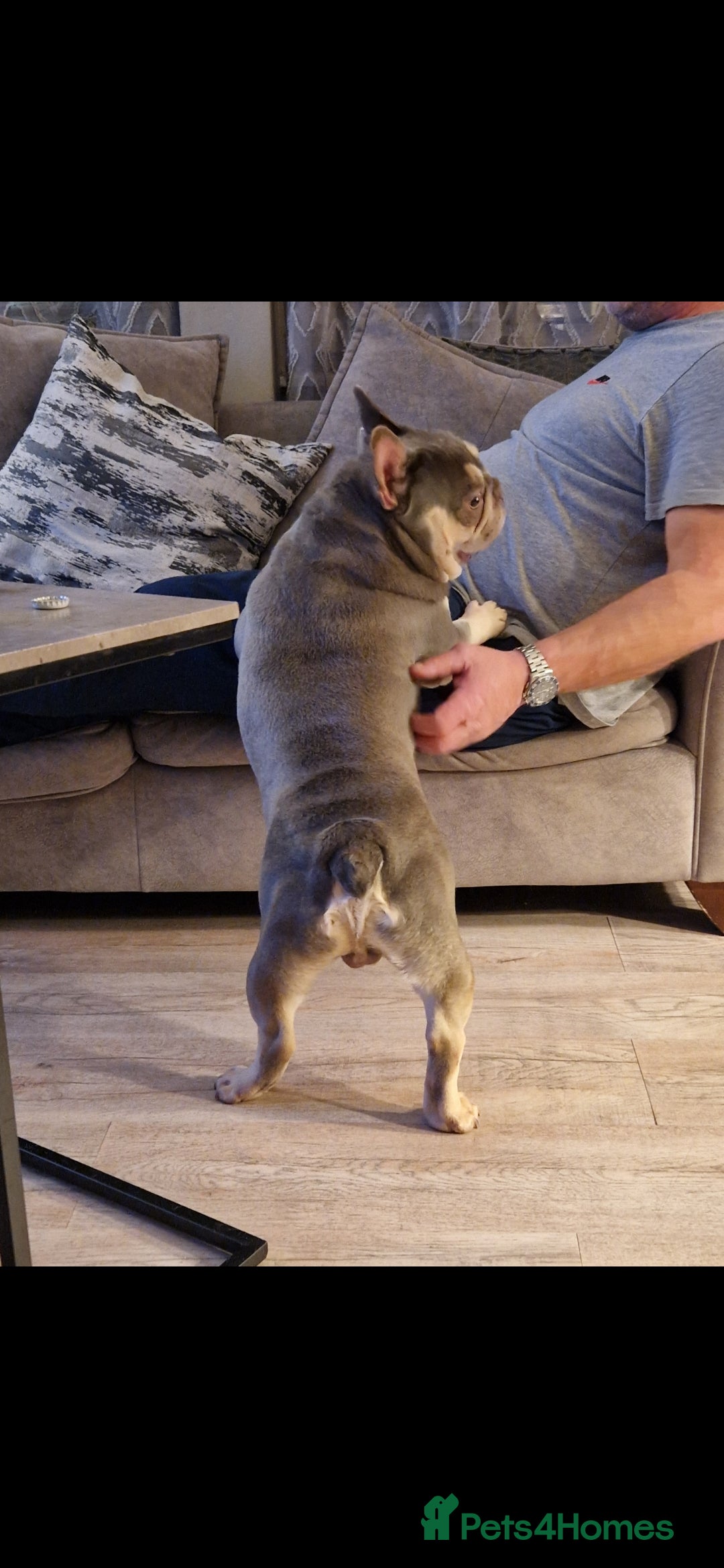 French Bulldog dogs for sale: Lilac and tan Frenchbulldog boy - Advert 4