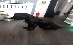 Cockapoo dogs for sale: F1 cockerpoo waiting list  - Image 9