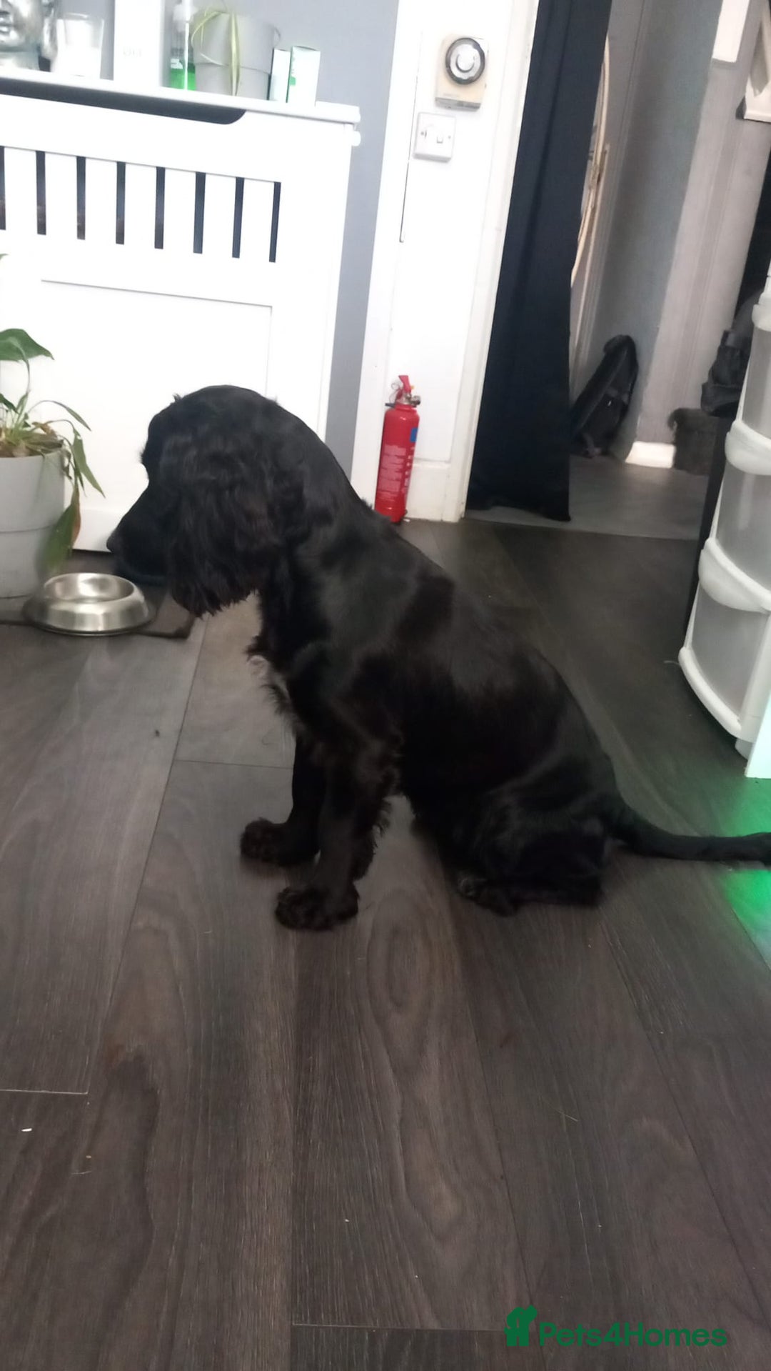 Cockapoo dogs for sale: F1 cockerpoo waiting list  - Image 9