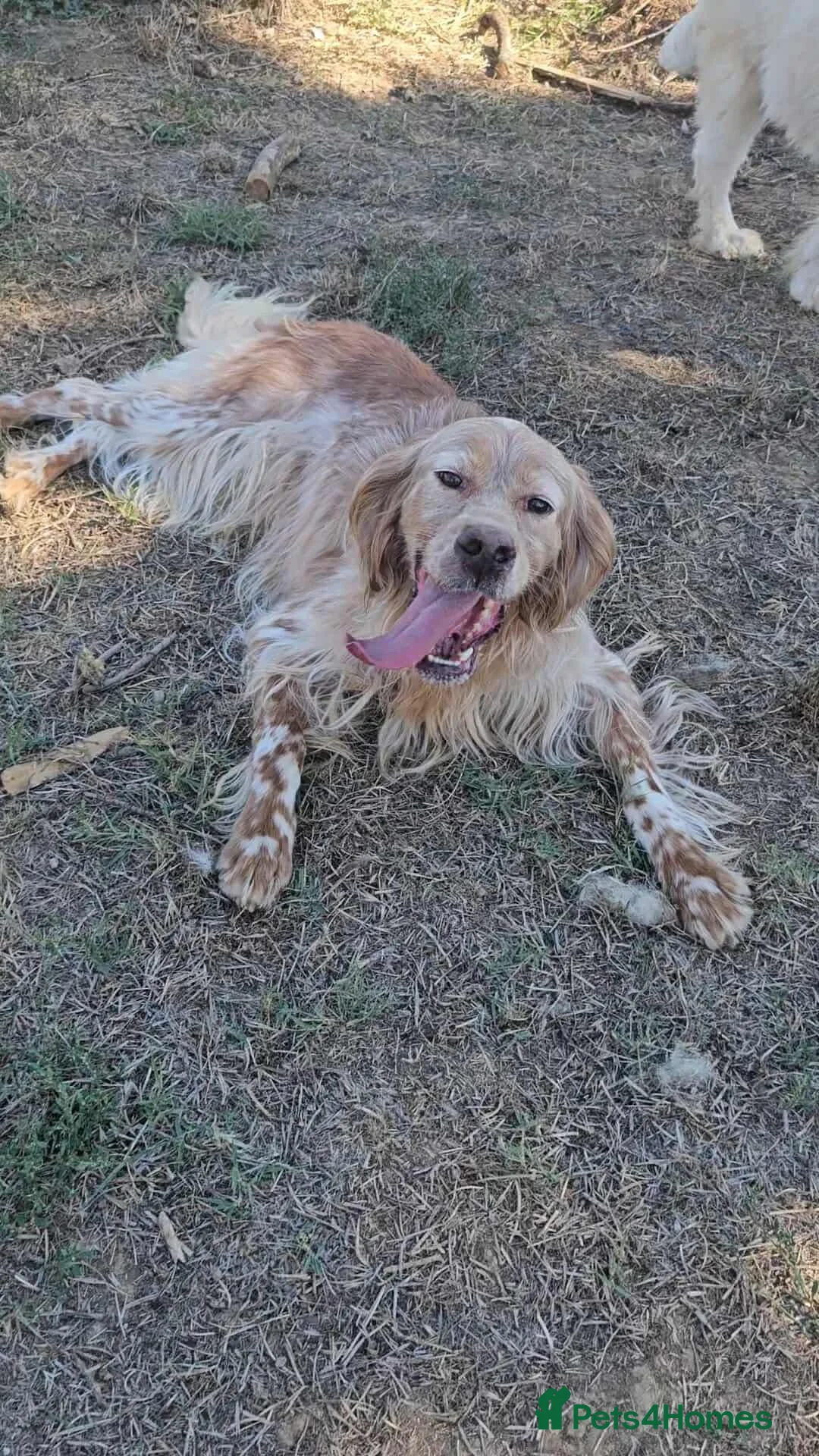 English Setter dogs for adoption: Harley - Advert 6