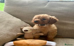 Cockapoo dogs for sale: Teddy bear cute Tiny Cockapoos  - Advert 32