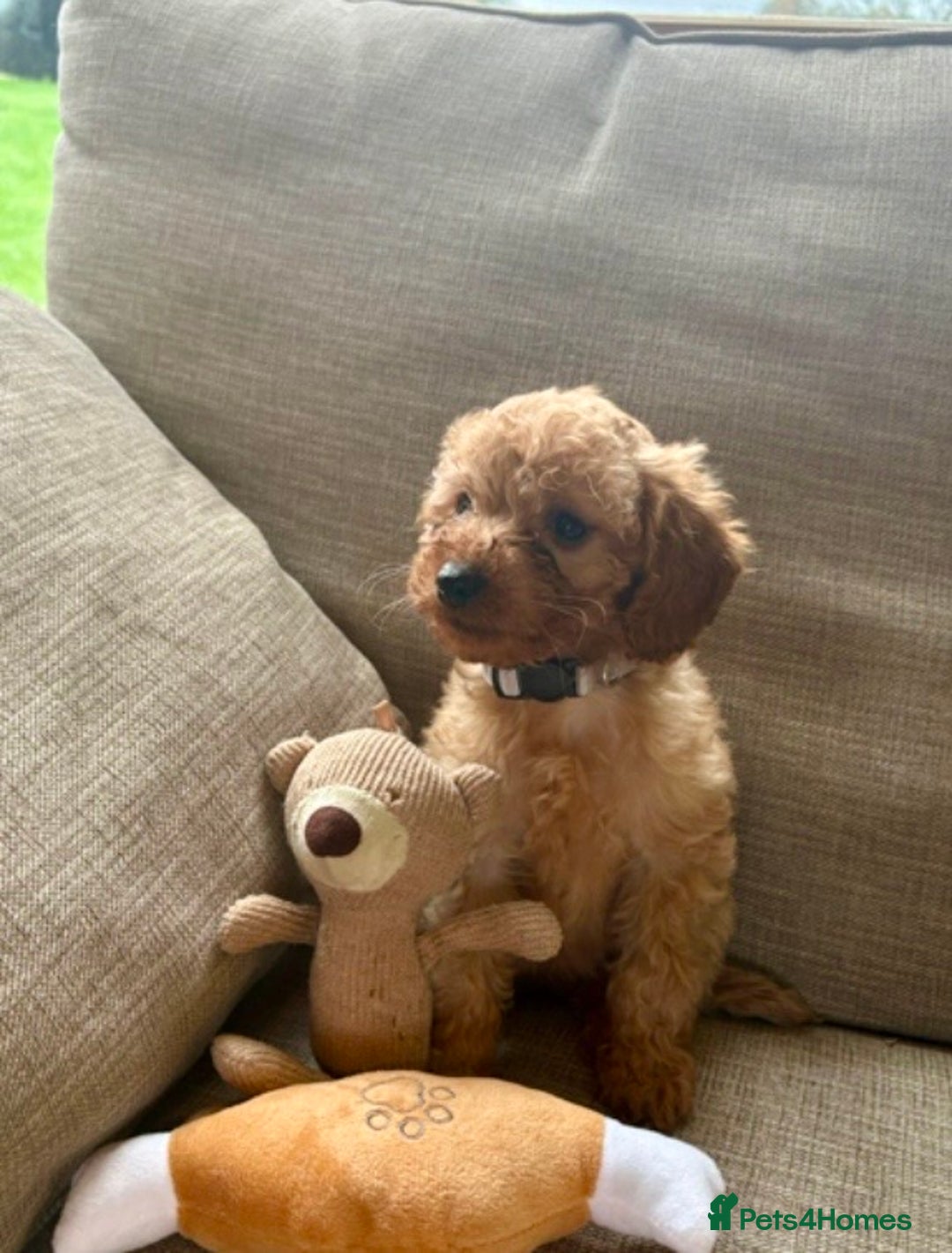 Cockapoo dogs for sale: Teddy bear cute Tiny Cockapoos  - Advert 32