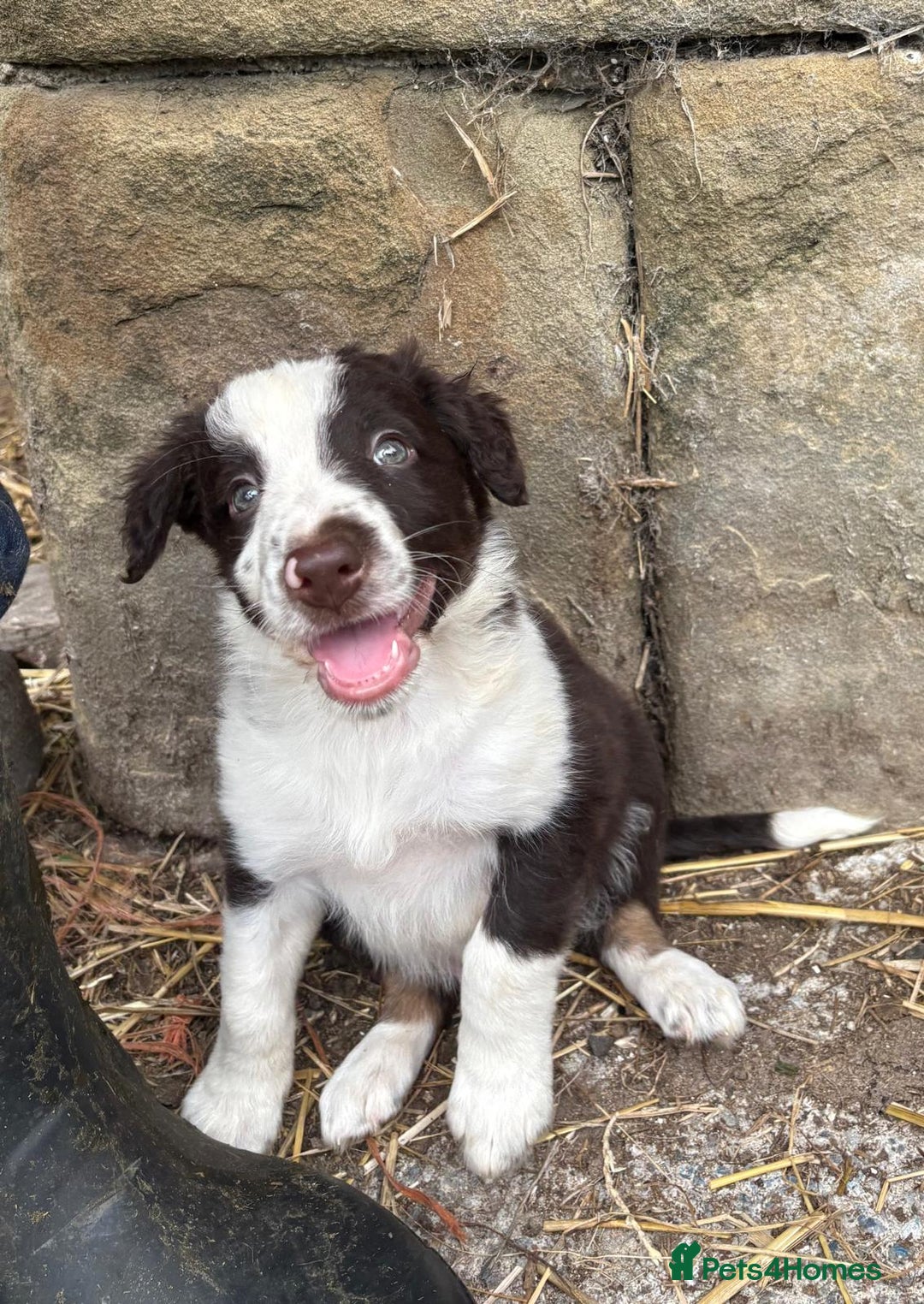 Border Collie dogs for sale: Red and white Border Collie Pups  - Image 18