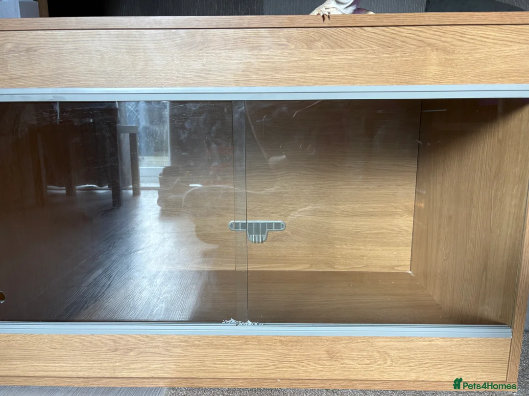 Budgerigars birds for sale: Starter kit vivarium in Normanton - Advert 4