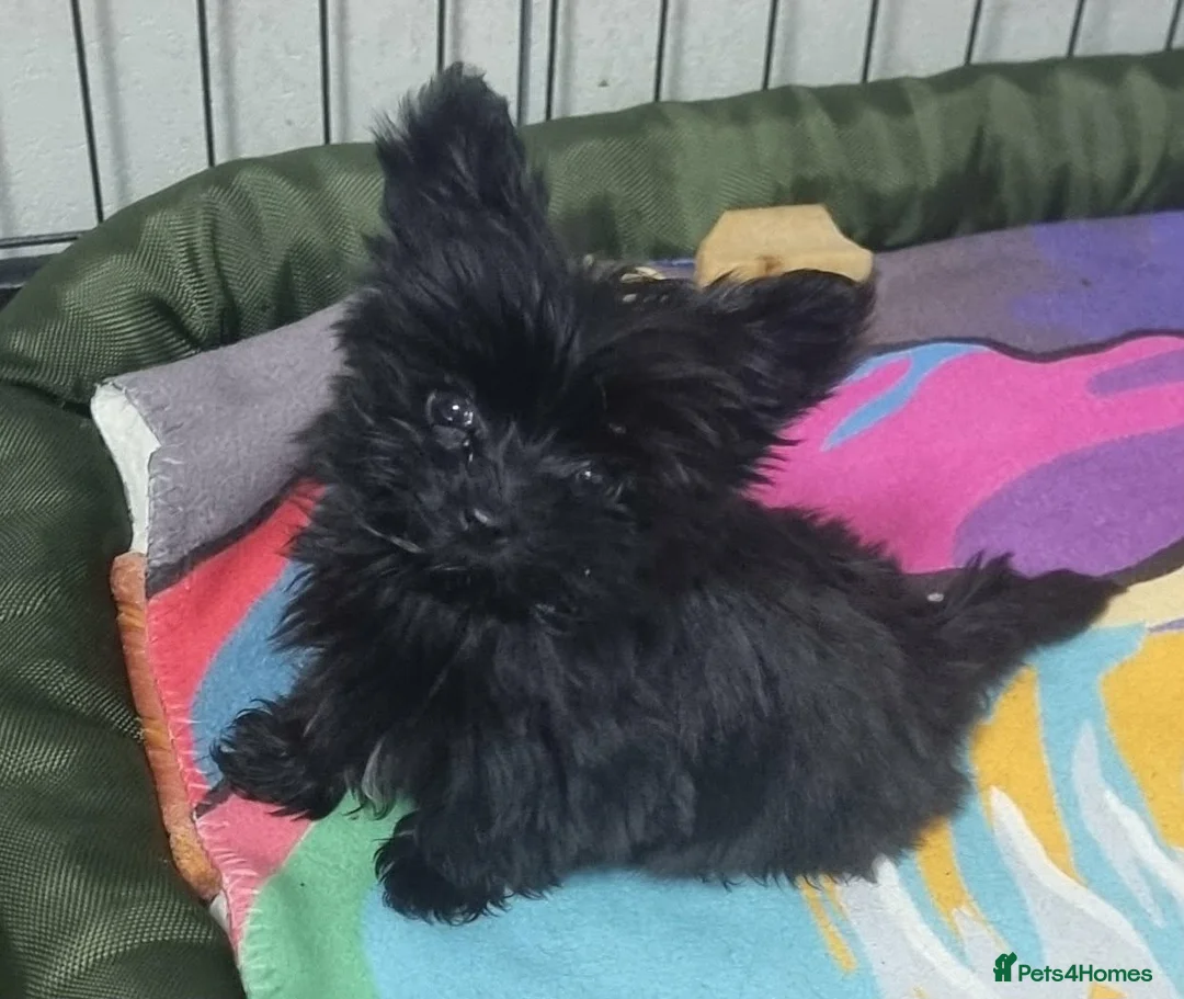 Yorkshire Terrier dogs for sale: Yorkshire Terrier - Advert 14